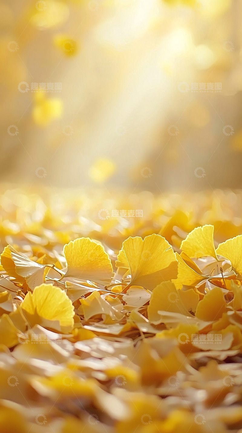 高清大图下载【趣麦麦图】阳光下金黄的银杏叶