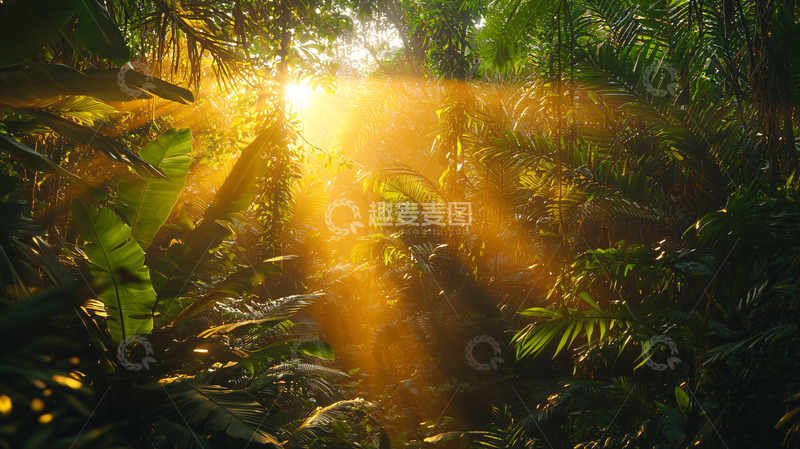 高清大图下载【趣麦麦图】阳光穿过茂密丛林
