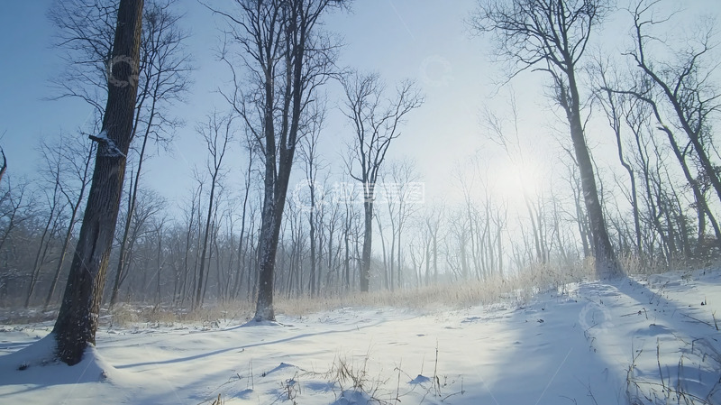 高清大图下载【趣麦麦图】冬季森林雪景