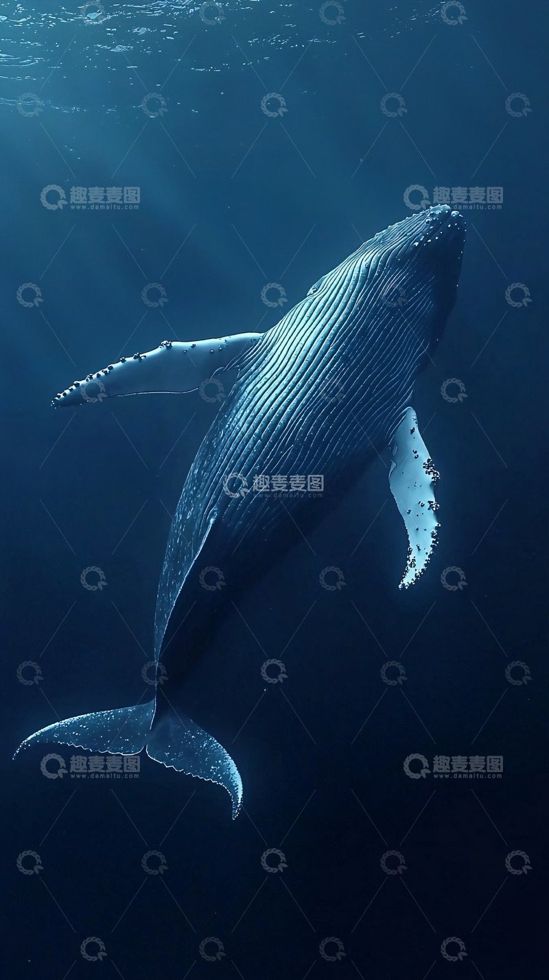 高清大图下载【趣麦麦图】深海中巨大的鲸鱼