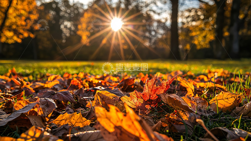 高清大图下载【趣麦麦图】秋日阳光下的落叶