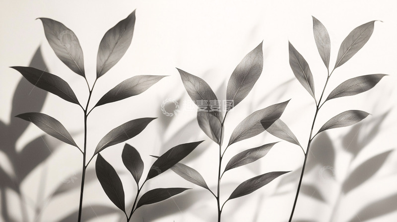 高清大图下载【趣麦麦图】黑白植物枝叶