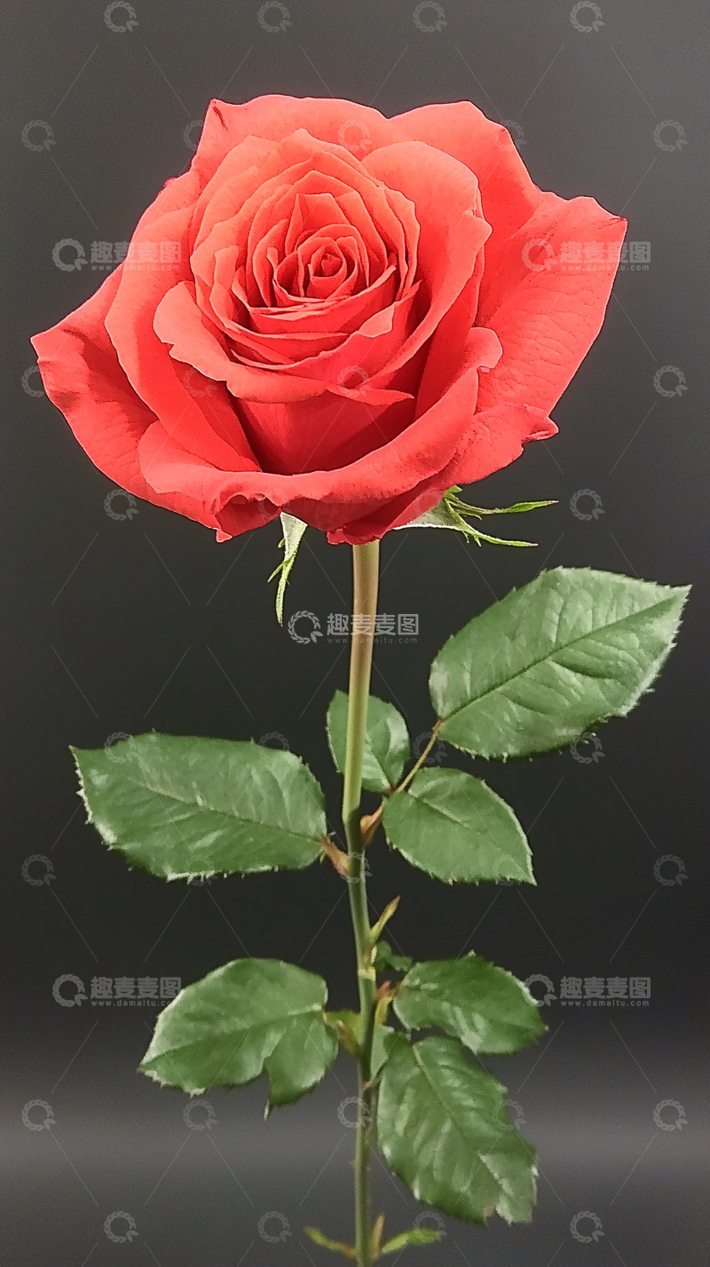 高清大图下载【趣麦麦图】单支红玫瑰