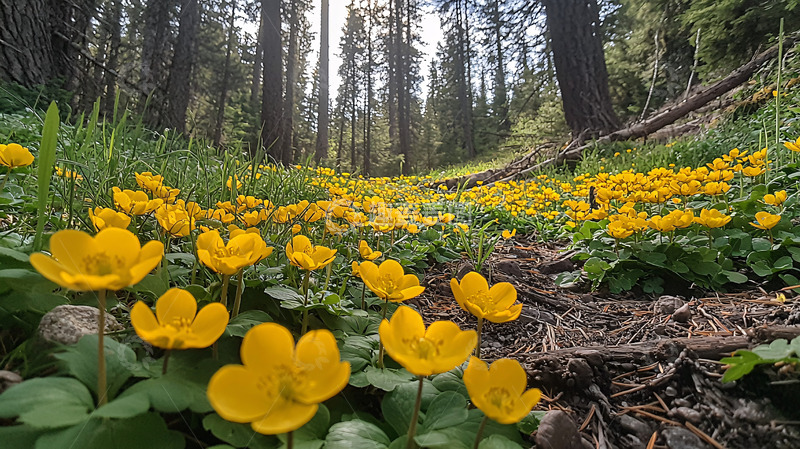 高清大图下载【趣麦麦图】森林里金黄色的花海