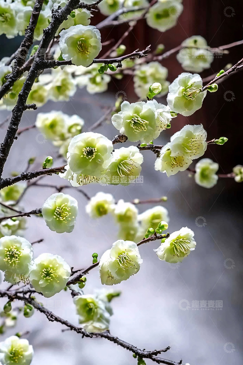 高清大图下载【趣麦麦图】浅绿色梅花枝头盛开