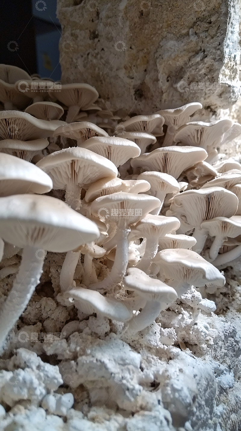 高清大图下载【趣麦麦图】菌类特写