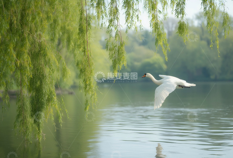 高清大图下载【趣麦麦图】春柳依依白鹭飞