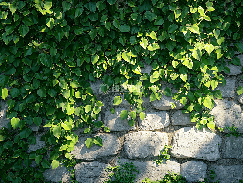 高清大图下载【趣麦麦图】绿叶植物爬满石头墙