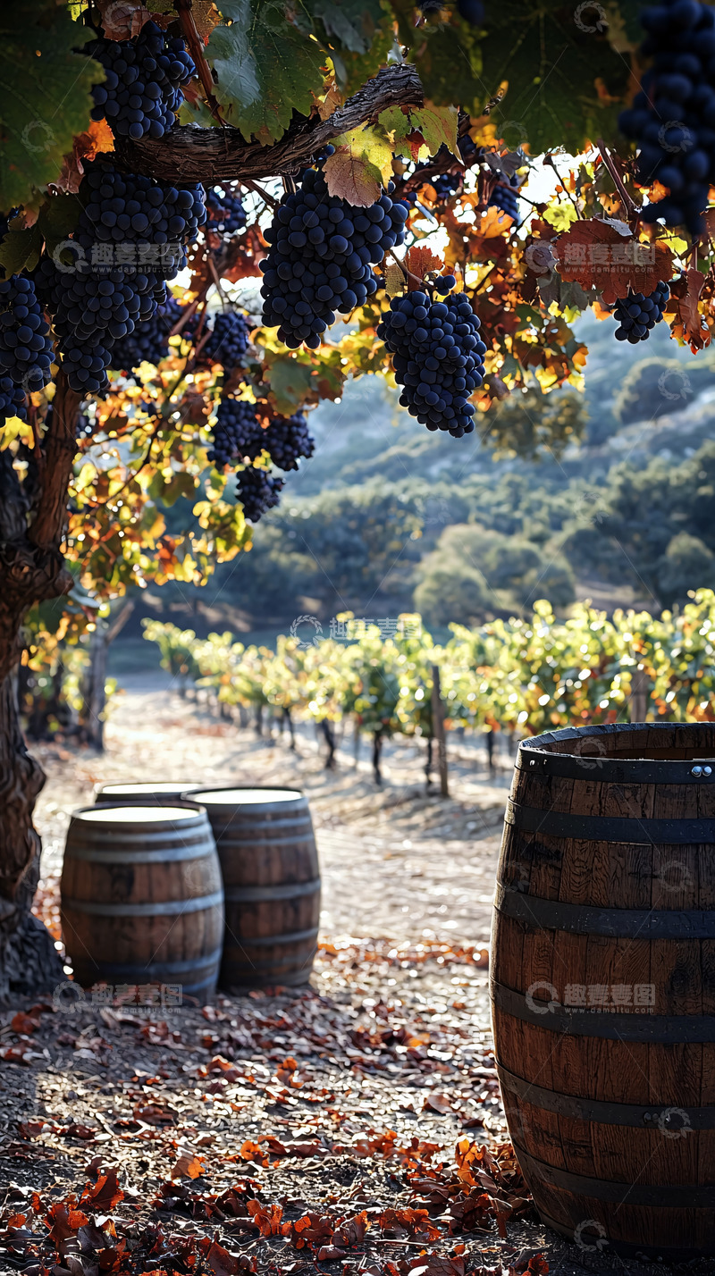高清大图下载【趣麦麦图】葡萄园风景高清图片