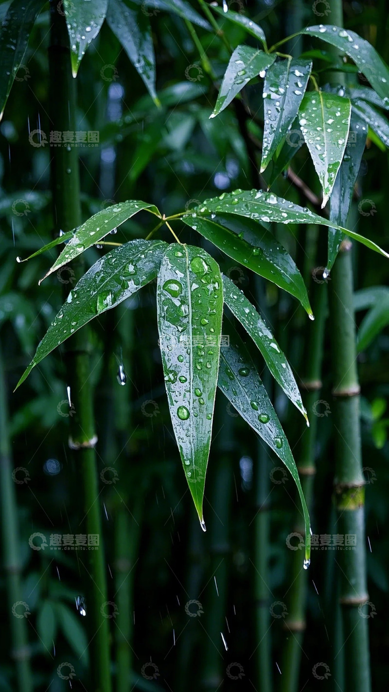高清大图下载【趣麦麦图】竹林竹节竹叶特写雨滴大雨1