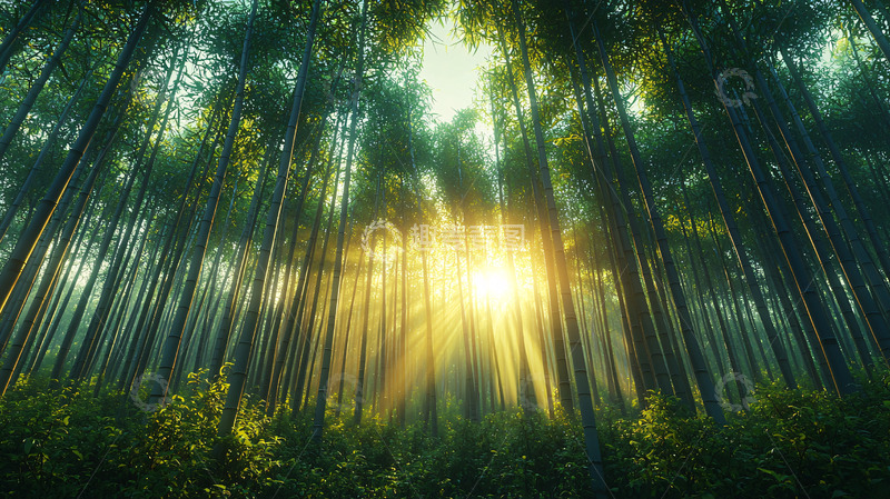 高清大图下载【趣麦麦图】阳光穿透竹林的景象