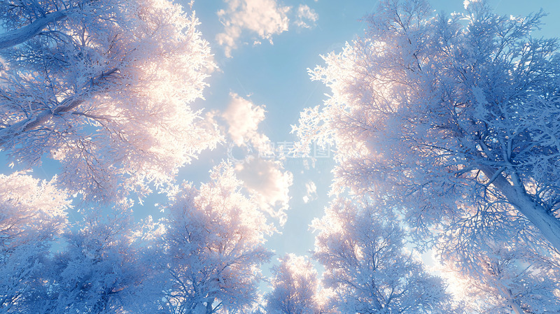 高清大图下载【趣麦麦图】雪覆盖的树木仰望天空