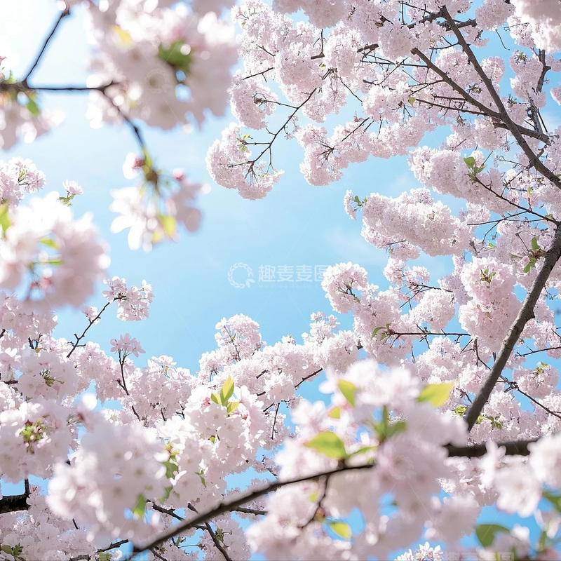高清大图下载【趣麦麦图】春天樱花背景仰视拍摄素材