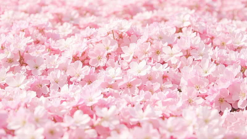 高清大图下载【趣麦麦图】春天樱花粉色浪漫花瓣花海背景摄影