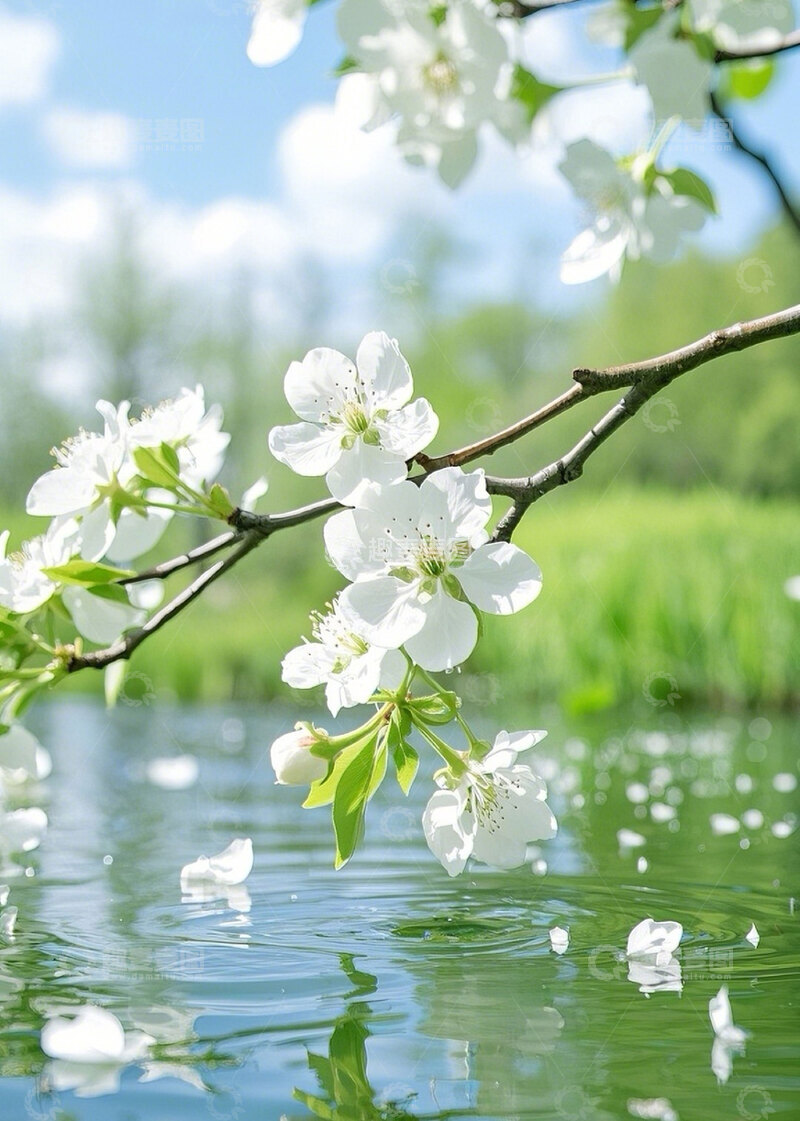 高清大图下载【趣麦麦图】-白色梨花花枝花树摄影图