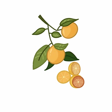 香甜美味的橙子