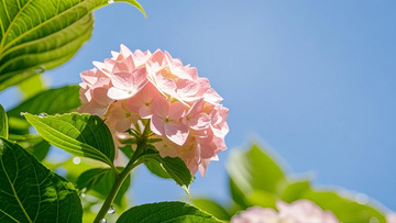 绽放的绣球花