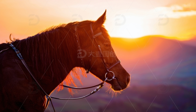 高清大图下载【趣麦麦图】夕阳中骏马的优雅姿态