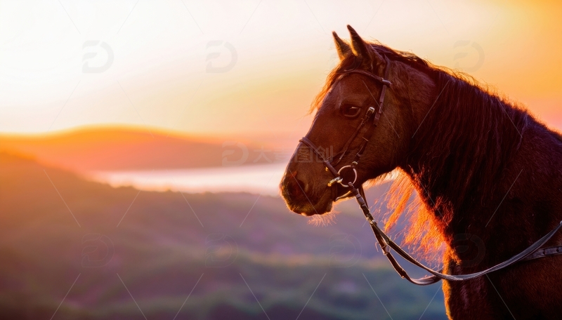 高清大图下载【趣麦麦图】夕阳下的骏马侧影