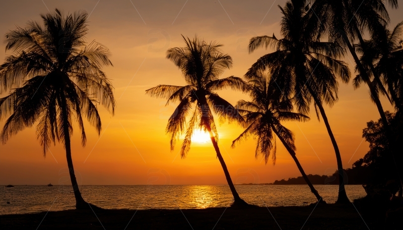 高清大图下载【趣麦麦图】椰树映衬下的海边落日
