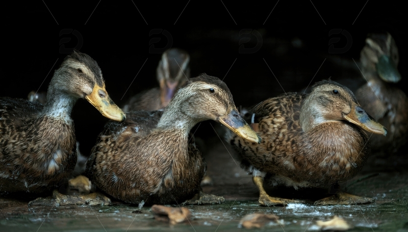 高清大图下载【趣麦麦图】暗环境中休憩的鸭群