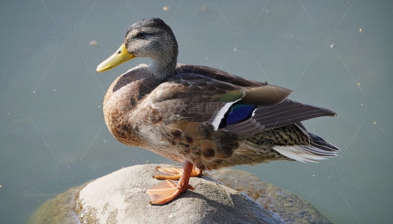 高清大图下载【趣麦麦图】岩石上休憩的绿头鸭