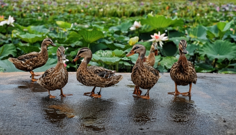 高清大图下载【趣麦麦图】湿地边驻足的鸭群