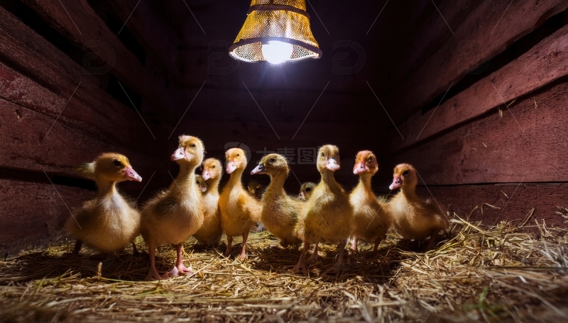 高清大图下载【趣麦麦图】暖灯下干草上的小鸭群