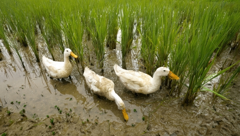 高清大图下载【趣麦麦图】稻田里的三只白鸭