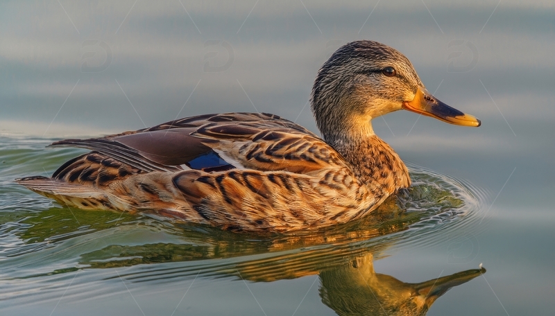 高清大图下载【趣麦麦图】水面上游弋的绿头鸭