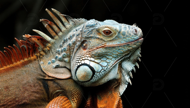 高清大图下载【趣麦麦图】鬣蜥特写的独特外观