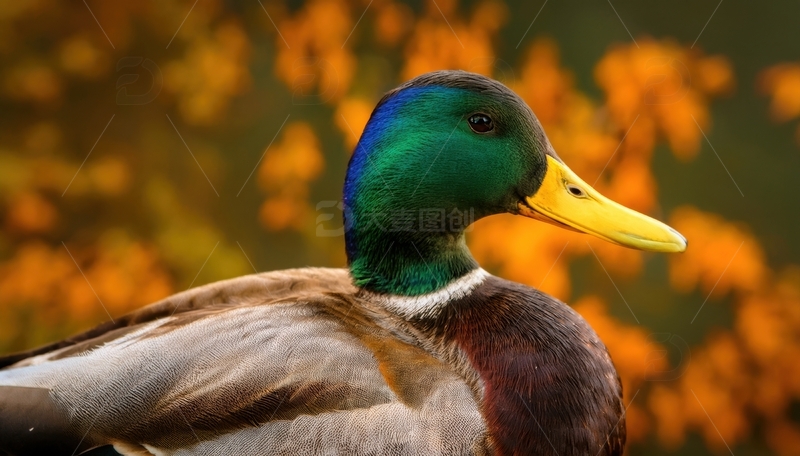 高清大图下载【趣麦麦图】绿头鸭的秋日背景特写