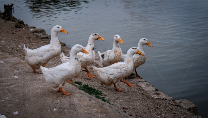 高清大图下载【趣麦麦图】水边聚集的白鸭