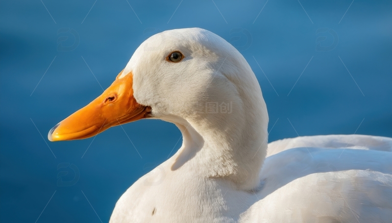 高清大图下载【趣麦麦图】白鸭头部特写