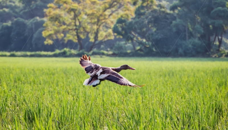 高清大图下载【趣麦麦图】稻田上空飞翔的鸭子
