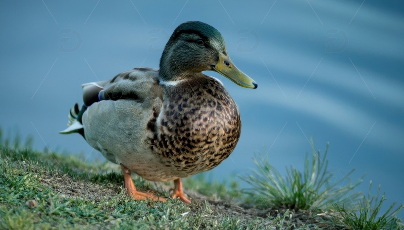 高清大图下载【趣麦麦图】湖畔草地的绿头鸭
