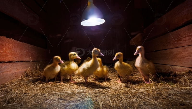 高清大图下载【趣麦麦图】暖灯下干草堆上的小鸭群