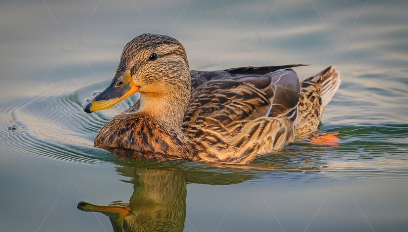 高清大图下载【趣麦麦图】水面上漂浮的绿头鸭