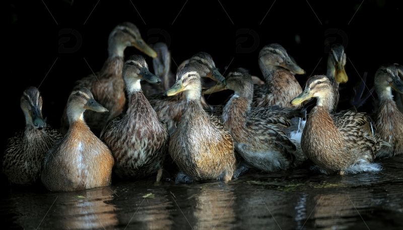高清大图下载【趣麦麦图】暗环境中聚集的鸭群