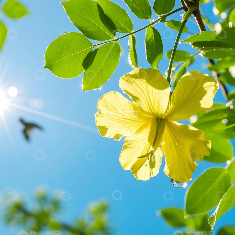 高清大图下载【趣麦麦图】洋槐花花朵花卉