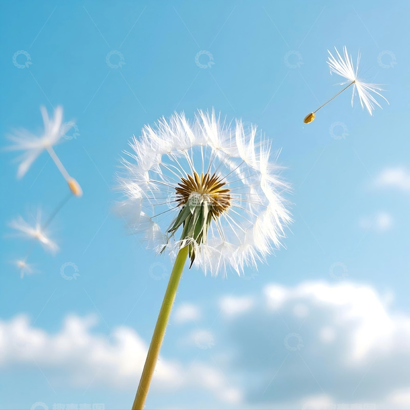 高清大图下载【趣麦麦图】白色蒲公英花卉