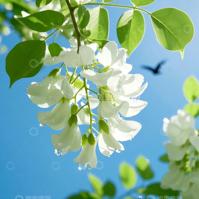 高清大图下载【趣麦麦图】白色洋槐花花朵