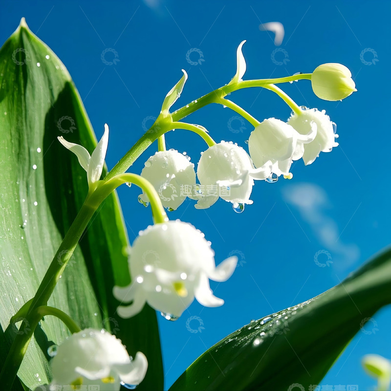 高清大图下载【趣麦麦图】白色铃兰花花朵