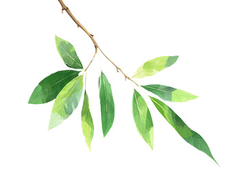 手绘墨韵青枝图