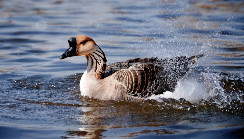 高清大图下载【趣麦麦图】灰鹅水中拍打激起水花
