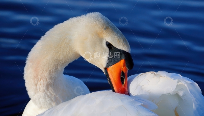 高清大图下载【趣麦麦图】天鹅水中梳理洁白羽毛