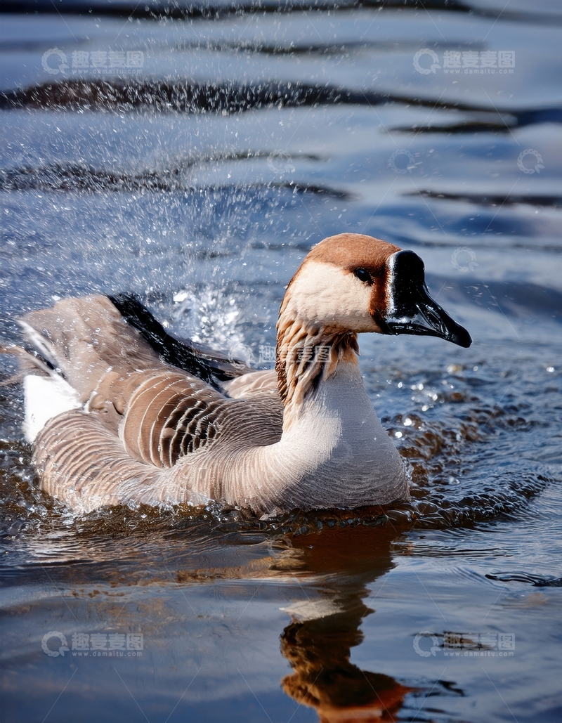 高清大图下载【趣麦麦图】灰鹅水中嬉戏溅起水花