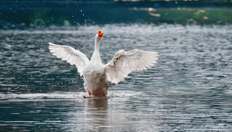 高清大图下载【趣麦麦图】白鹅在湖面奋力拍打翅膀