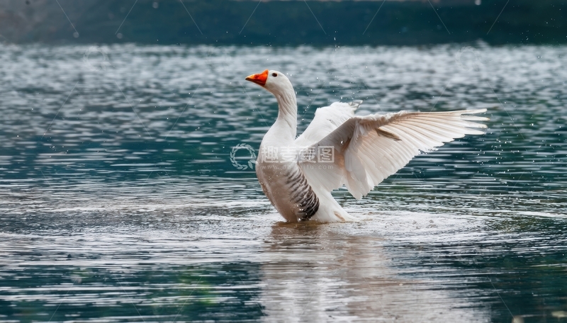 高清大图下载【趣麦麦图】白鹅水中振翅激起水花