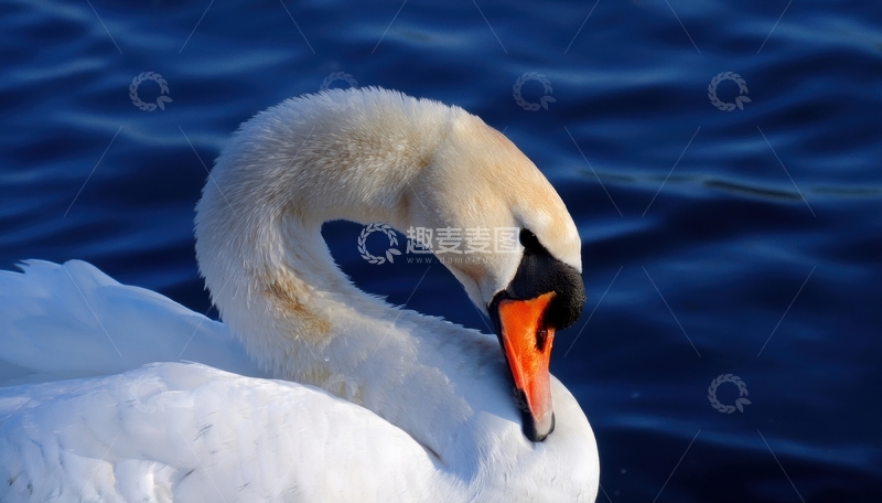 高清大图下载【趣麦麦图】天鹅低头清洁自身羽毛